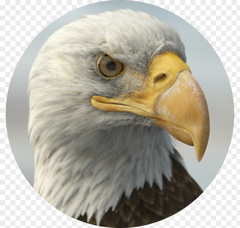 Eagle Bald TurboSquid Beak 3D Computer Graphics PNG