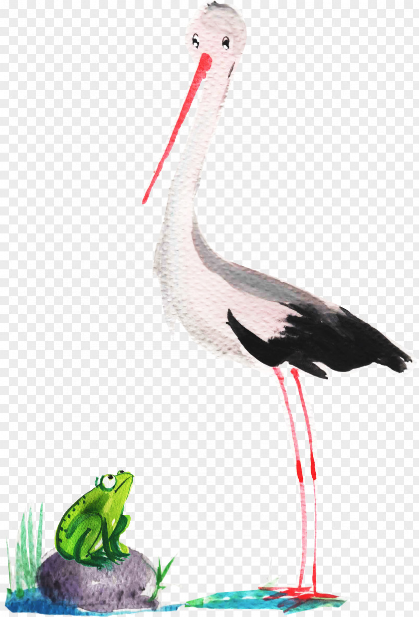 Bird White Stork Crane Beak Neck PNG