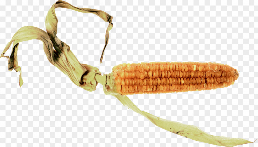 Corn On The Cob Maize PNG