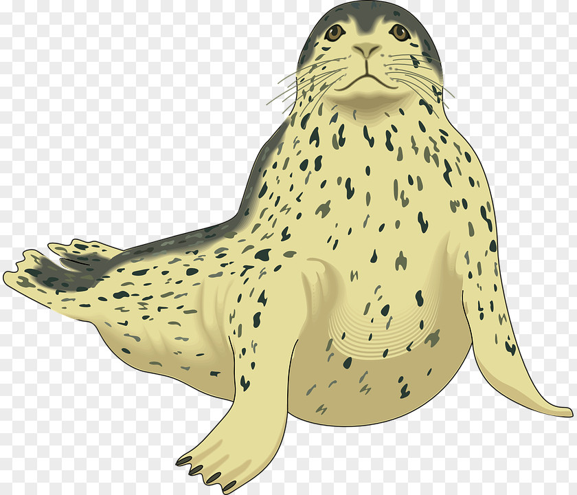 Harbor Seal PNG seal clipart PNG