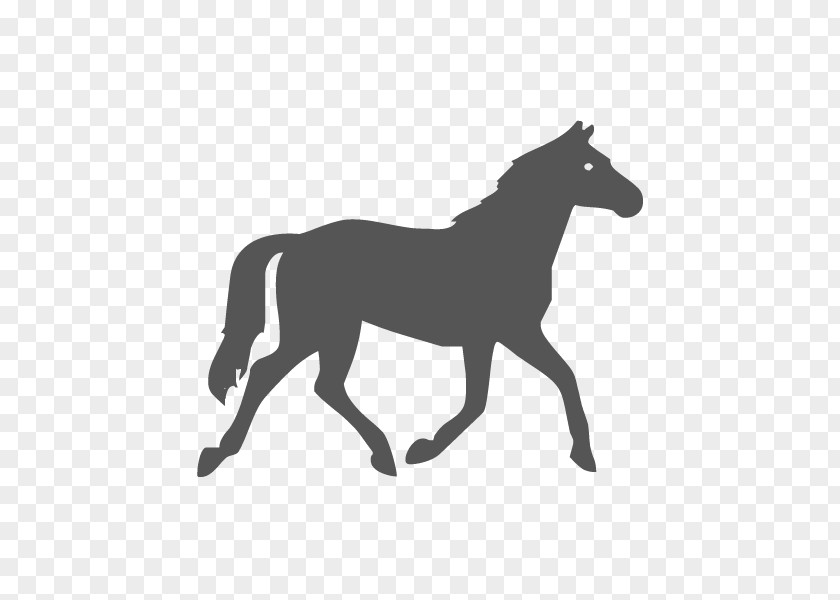 Horse Pony Equestrian PNG