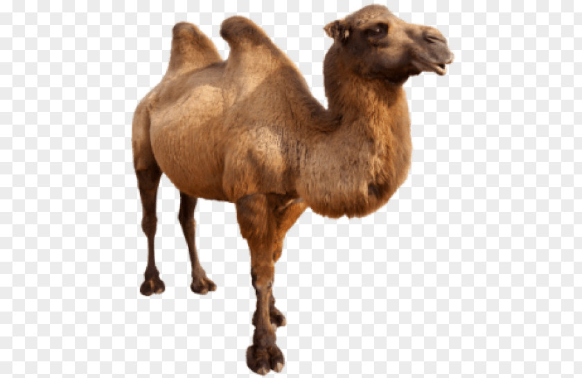 Cavan Images Dromedary Bactrian Camel Zwierzaki Swiata Face PNG