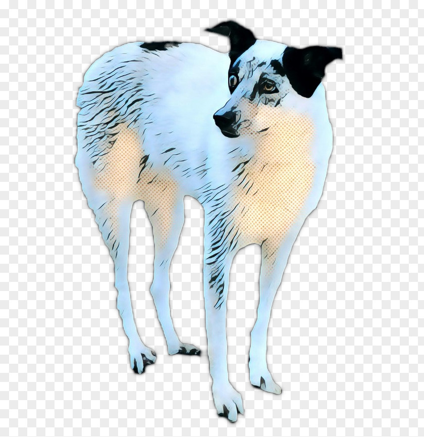 Companion Dog Rare Breed Border Collie PNG