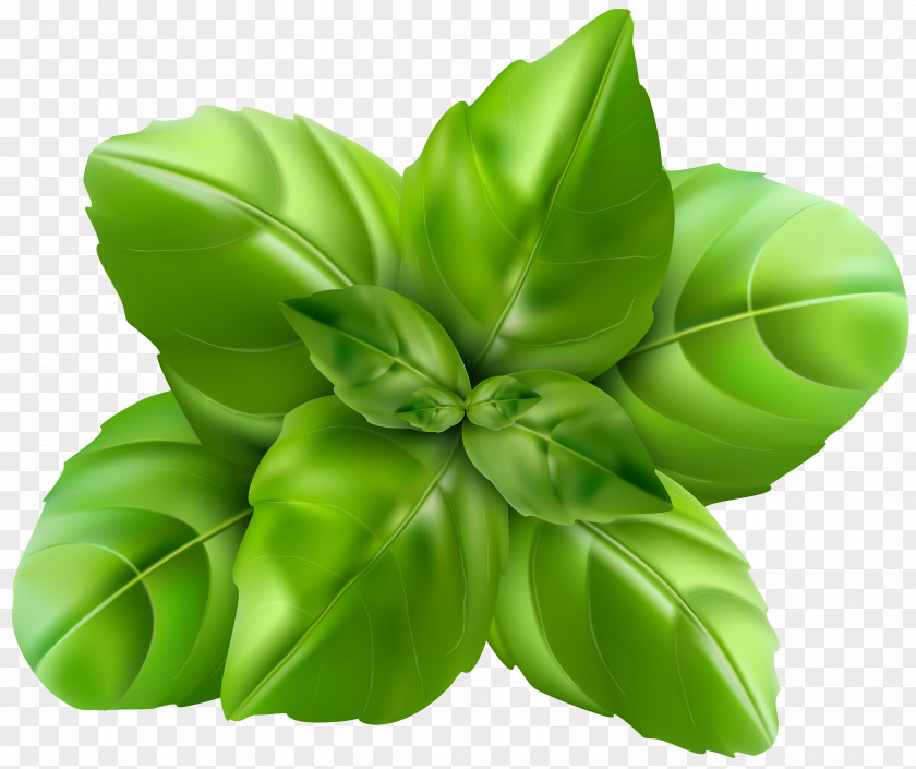 Basil Clip Art Image Herb PNG