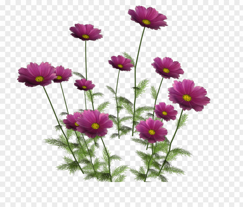 Cosmos Flower La Toscana PNG