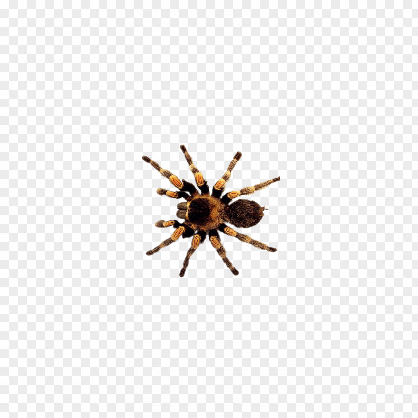 Insect,insect Spider Insect Clip Art PNG