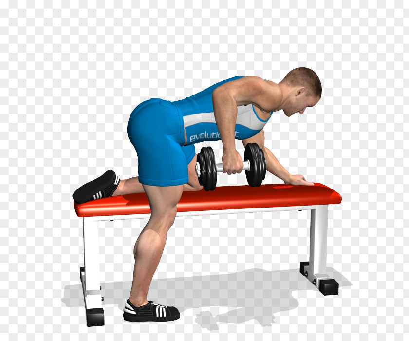 Lying On The Table In A Daze Bent-over Row Bench Dumbbell Latissimus Dorsi Muscle PNG