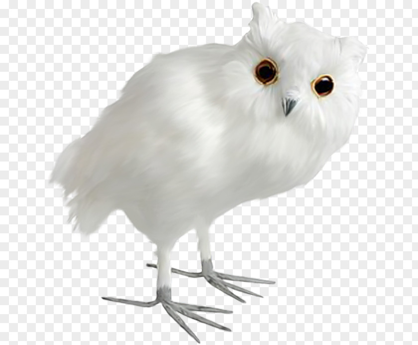 Owl Bird PNG