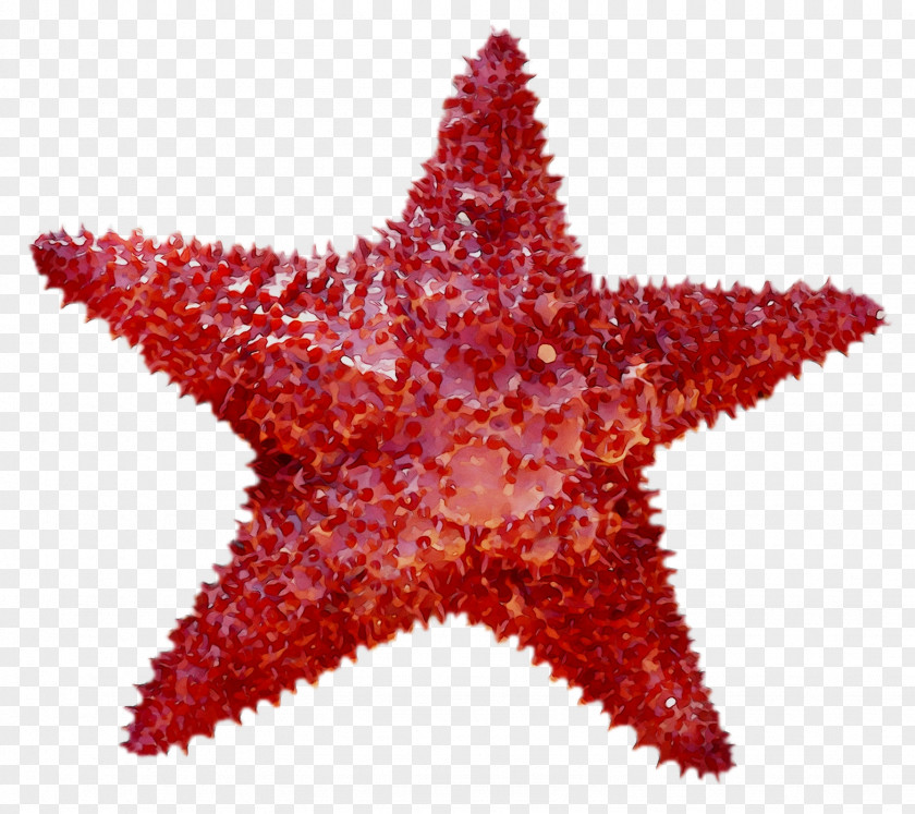 Sea Urchin Echinoderm Starfish Simetria Radial Symmetry In Biology PNG
