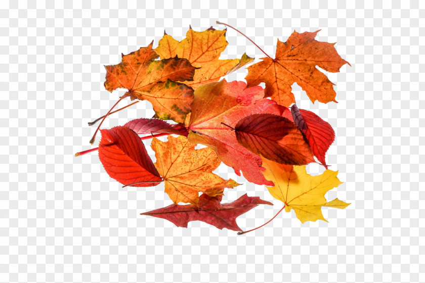 Autumn Leaves Download Leaf Clip Art PNG