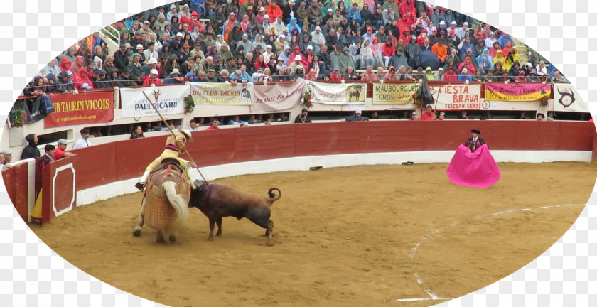 Bull Bullfighting Bullring Bullfighter Rodeo PNG