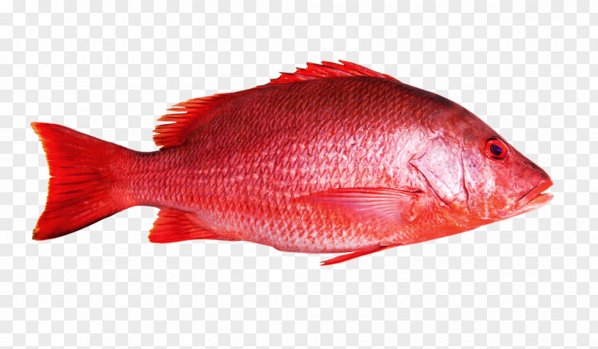 Fishing Northern Red Snapper Fish Maxima Seafood PNG