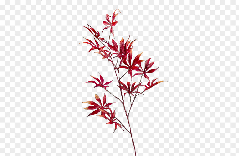Ornimantal Maple Leaf Branch Flower PNG