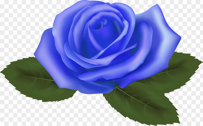 Sea Gul Blue Rose Garden Roses Cabbage Floribunda PNG