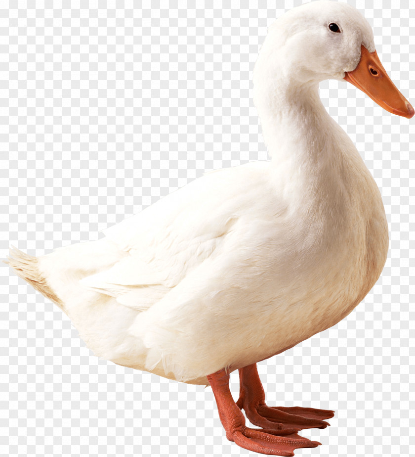 White Goose American Pekin Duck Mallard PNG