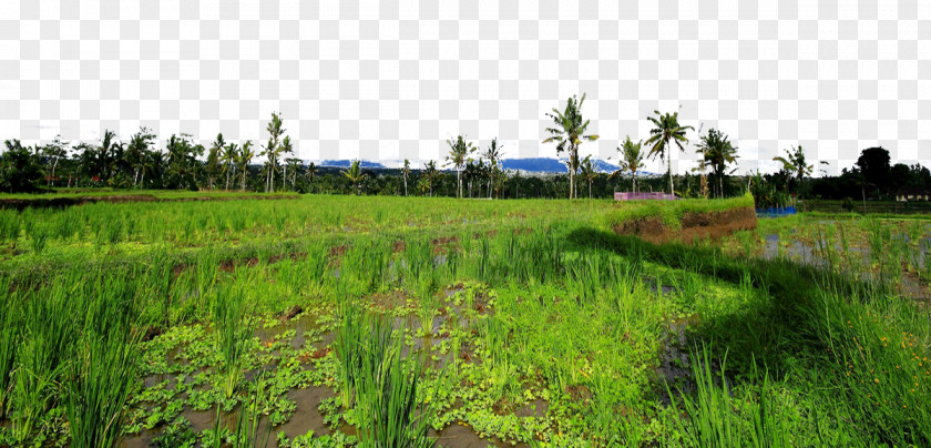 Bali Kintamani Town Landscape Kintamani, Fukei Photography PNG