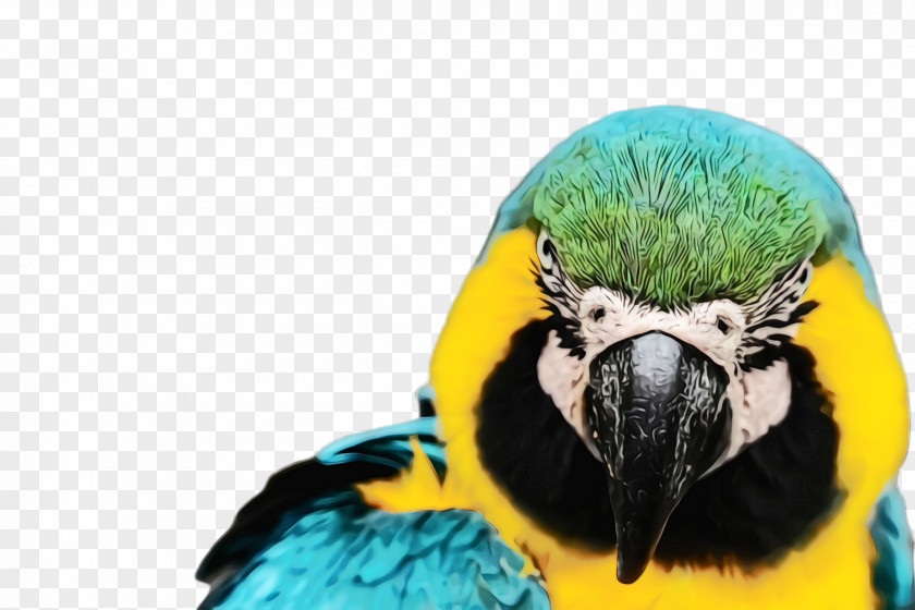 Adaptation Parakeet Colorful Background PNG