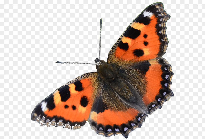Butterfly Monarch Anneke Kooijman Moth Nymphalidae PNG