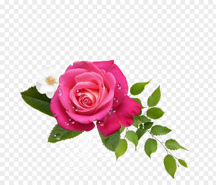 Hoa Garden Roses Cabbage Rose Pink Floribunda Flower PNG