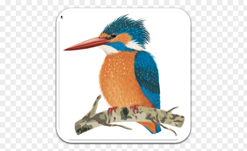 Kingfisher Drawing PNG