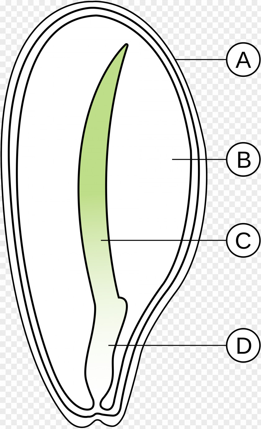 Monocotyledon Dicotyledon Seed Embryo PNG