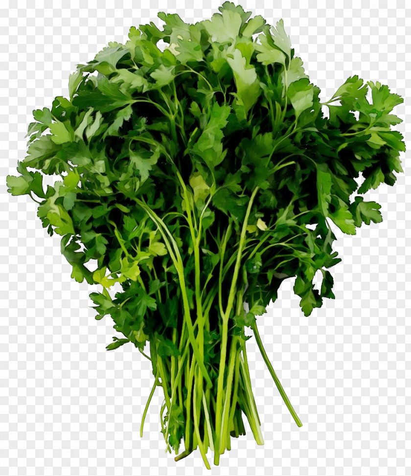Parsley Chinese Celery PNG