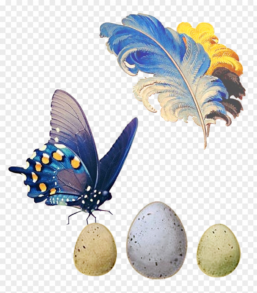 Feather Butterfly Bird PNG
