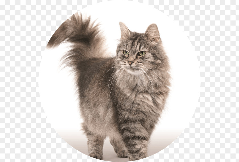 Kitten Siberian Cat Persian Food Stock Photography PNG