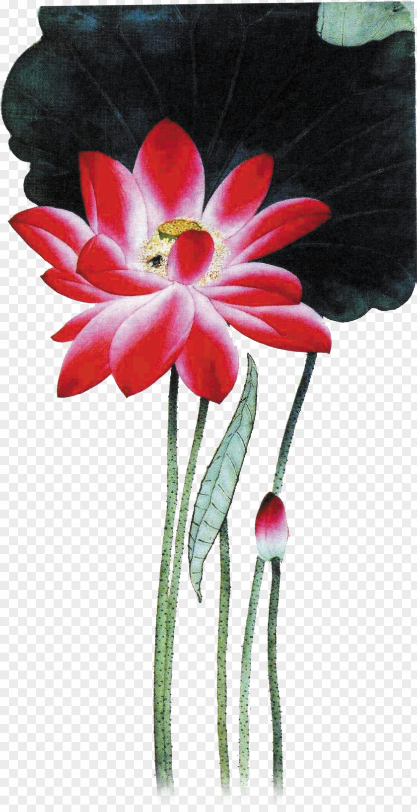 Lotus Red Floral Design White PNG