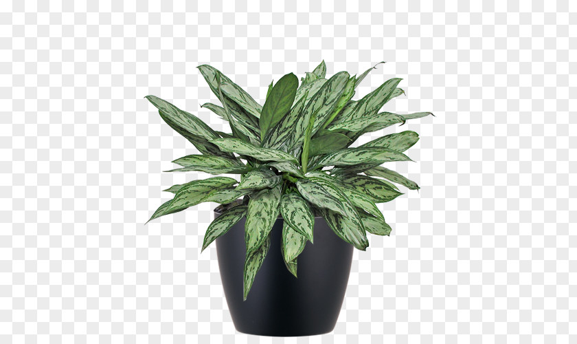 Plant Chinese Evergreens Houseplant Philippine Evergreen Flowerpot PNG