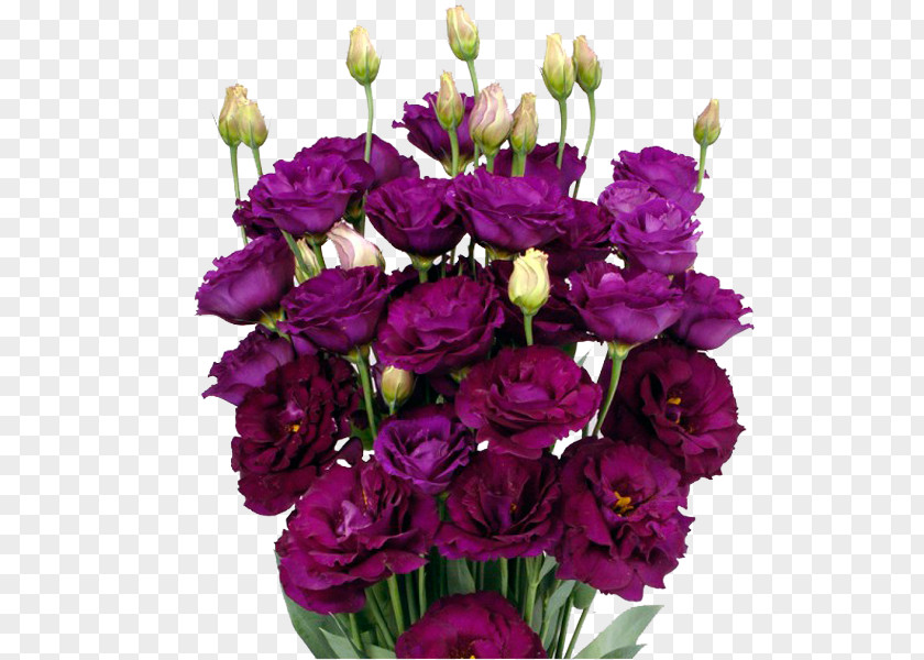 Purple Garden Roses Pink Flowers Cut Floral Design PNG