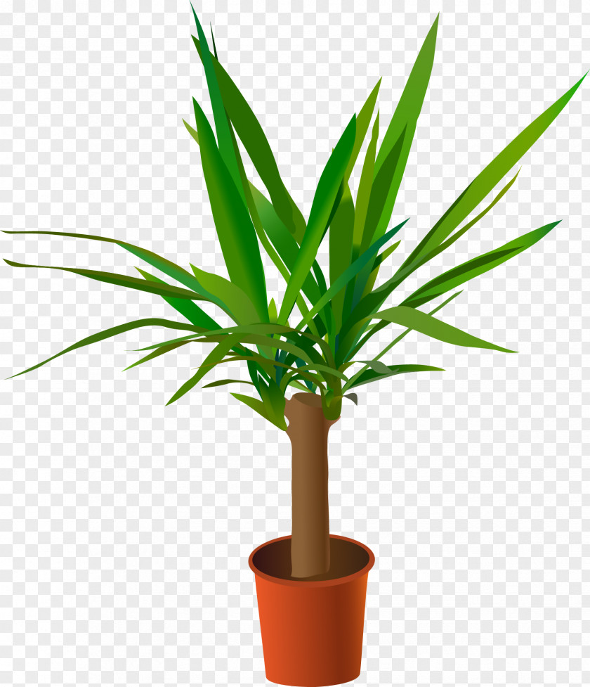 Vector Green Potted Plants Yucca Gloriosa Spineless Aloifolia Filamentosa Rostrata PNG