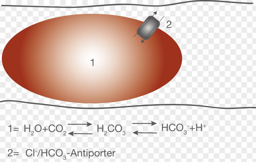 Blood Cell Blutpuffer Circulatory System Gefäß PNG