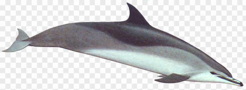 Dolphin Spinner Striped Porpoise Rough-toothed Tucuxi PNG