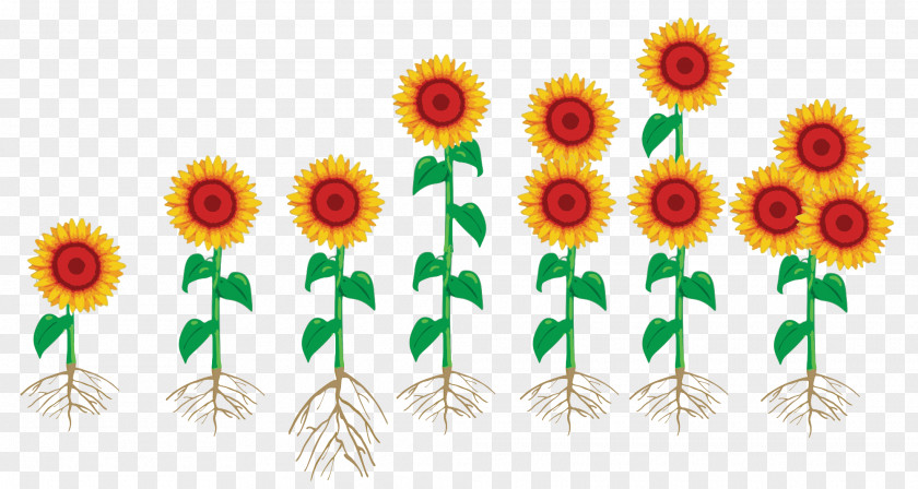 Flower Floral Design Cut Flowers Sunflower Seed Graphics PNG
