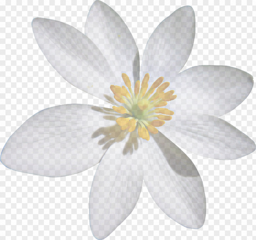 Magnolia Family Petal White Flower Flowering Plant PNG