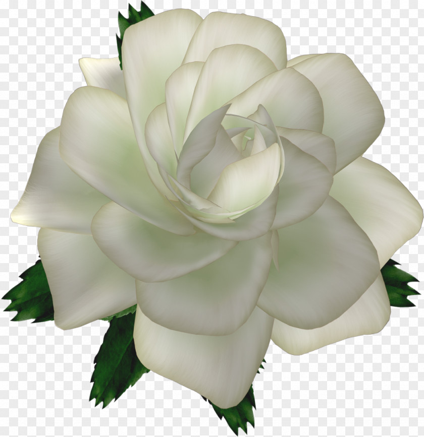 Pearls Cut Flowers Ping Garden Roses PNG