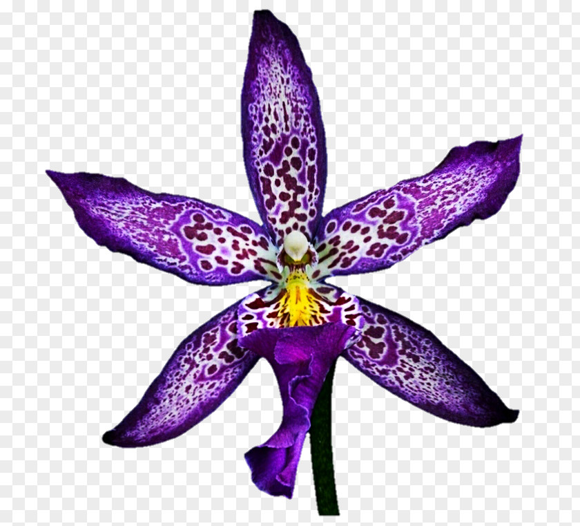 Purple Orchid Flower Violet Color Zygopetalum DeviantArt PNG