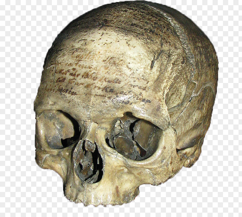 Skull Philosopher Skeleton Artificial Cranial Deformation French People PNG