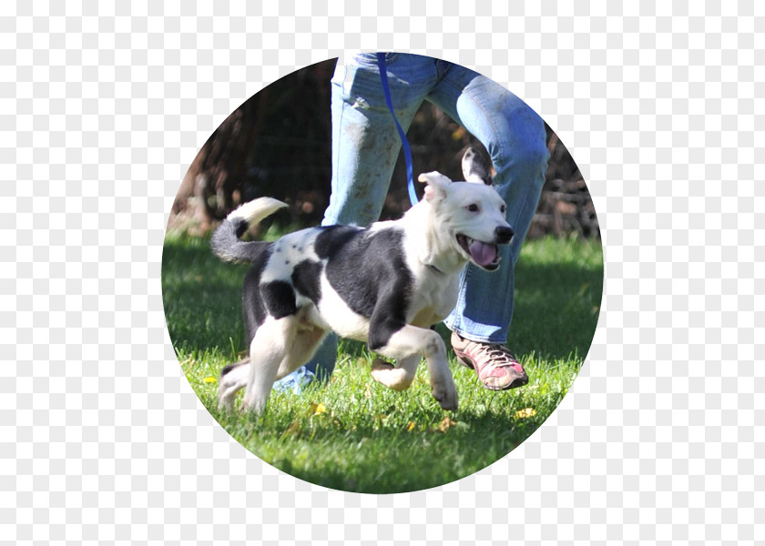 Animal Rescue Dog Breed Border Collie Rough PNG