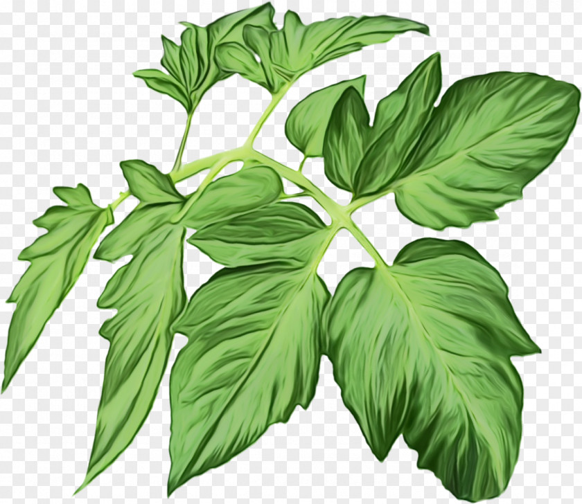 Ashitaba Perennial Plant Leaf Flower Herb Basil PNG