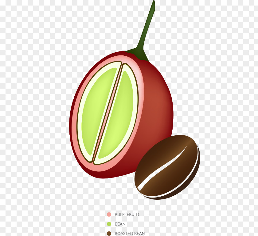 Coffee Bean Fruit Qishr Illustration Cafe PNG