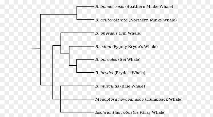 Dolphin La Plata Cetacea Fin Whale Phylogenetic Tree Phylogenetics PNG