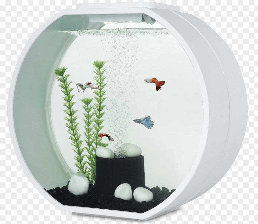 Fish Siamese Fighting Marine Aquarium Goldfish Coldwater PNG