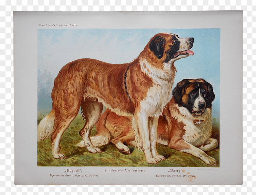 Puppy St. Bernard The Illustrated Book Of Dog Poster Printing PNG