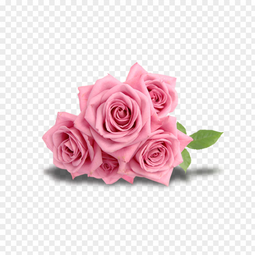 Rose Gift Beach Flower Pink PNG