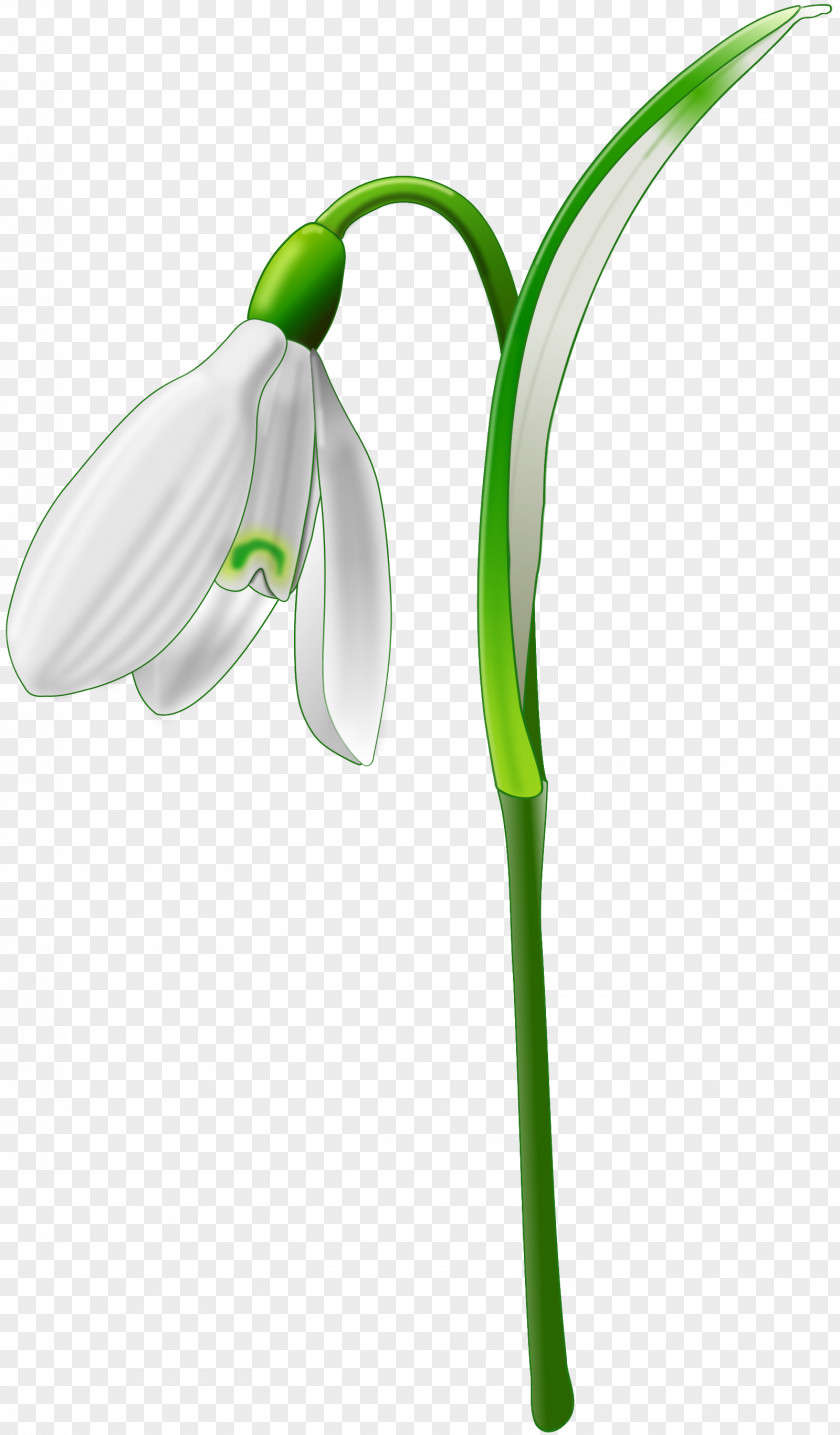 Spring Galanthus Nivalis Clip Art PNG