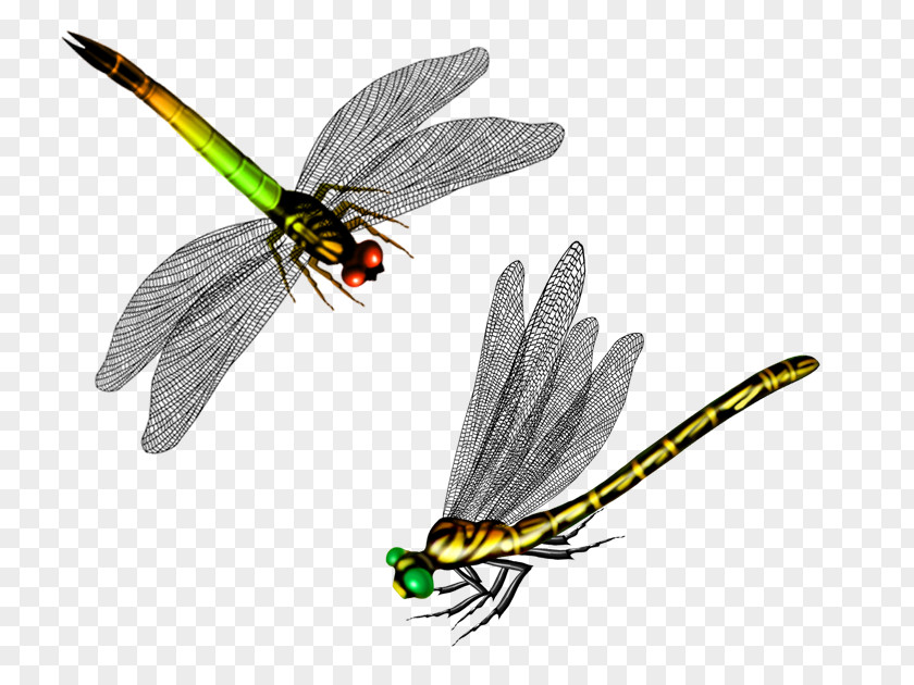 Dragonfly Butterfly Cartoon PNG