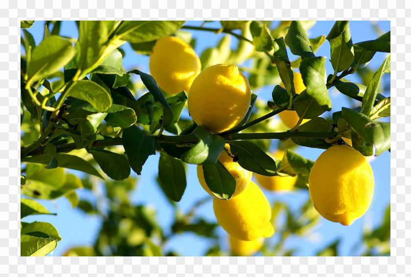 Pomegranate Tree Lemon Food YouTube Fruit PNG