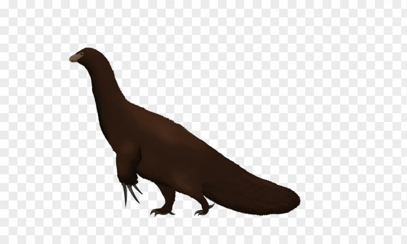 Beak Animal PNG